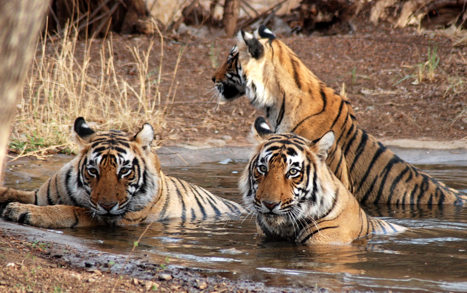 Parques Nacionales en Rajasthan