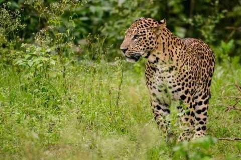 Mejores animales para ver en India