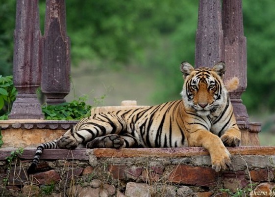 Ver Tigres De Bengala En India