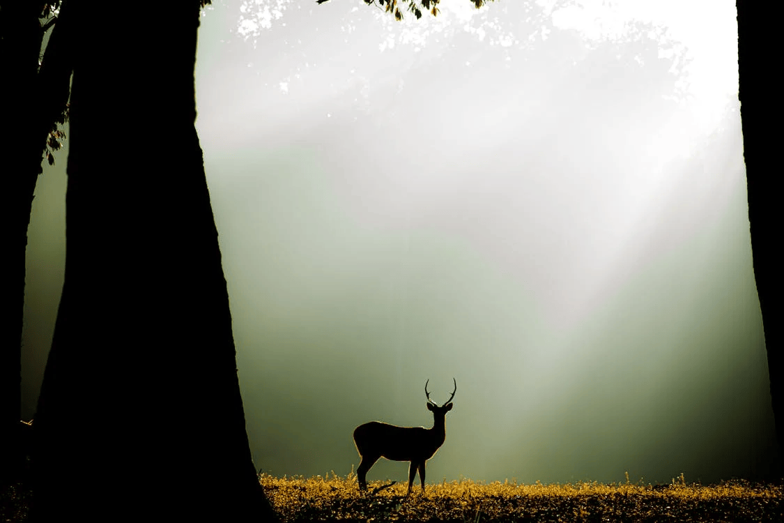 Viaje a Kanha