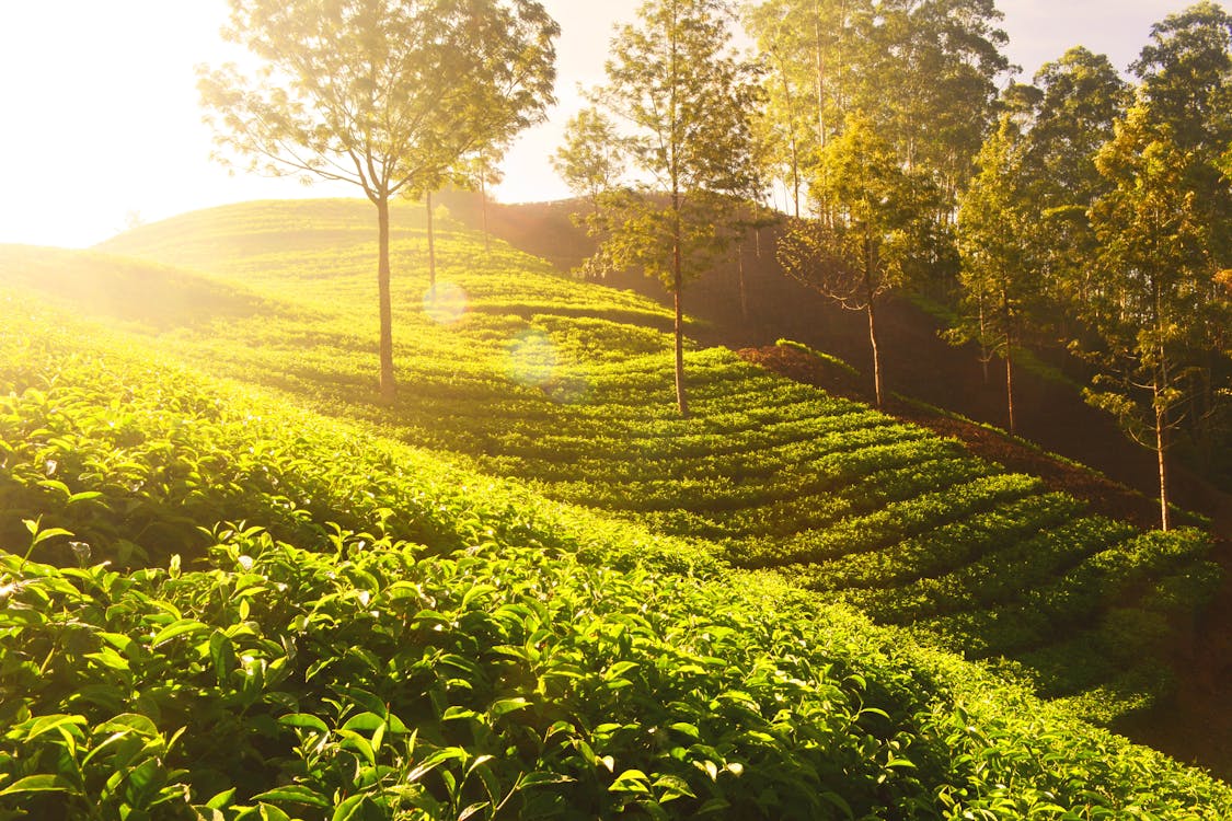 Viaje a Munnar